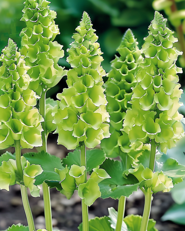 Semi Molucella Irish Bells Cut (Moluccella laevis) – fiore
