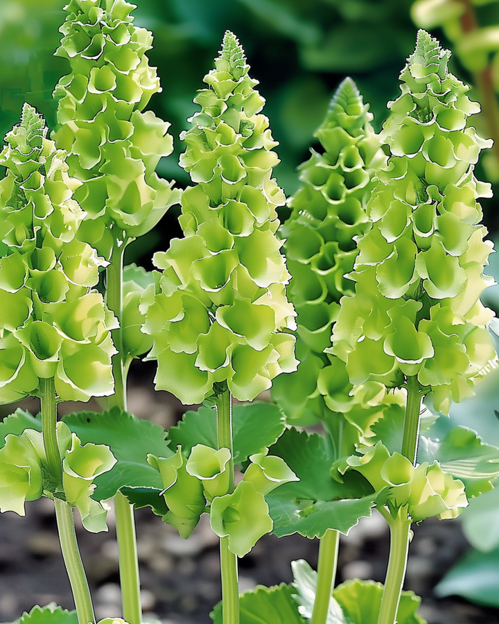 Semi Molucella Irish Bells Cut (Moluccella laevis) – fiore