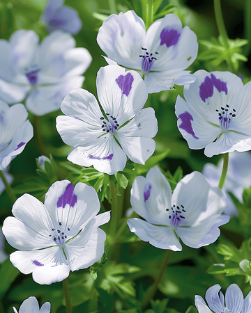 Semi Baby Blue Eyes (Nemophila maculata) – fiore annuale