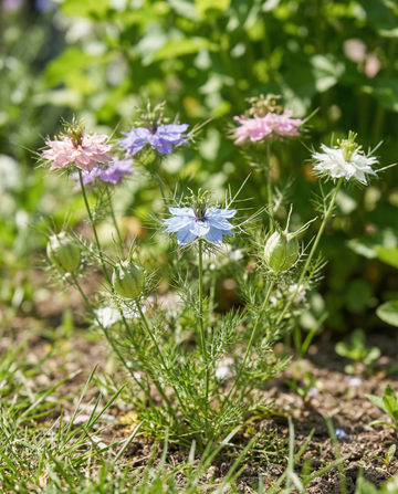 Love In The Mist Persian Jewels (Nigella damascena) – annual mix seeds from SeedsChoice