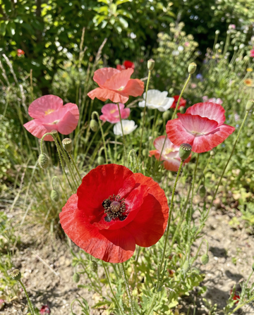 Papavero Mixed (Papaver rhoeas) – semi di fiore annuale di SeedsChoice