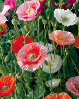 Poppy Mixed Seeds Papaver Rhoeas Annual