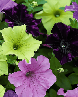 Semi di Petunia Sophistica Mixed Annuale Petunia Grandiflora