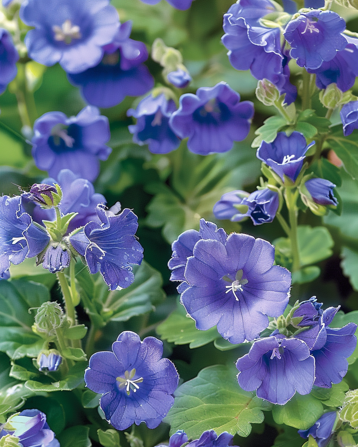Semi di fiordaliso della California (Phacelia campanularia) – fiore annuale