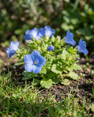 Fiordaliso della California (Phacelia campanularia) – semi di fiore annuale da SeedsChoice