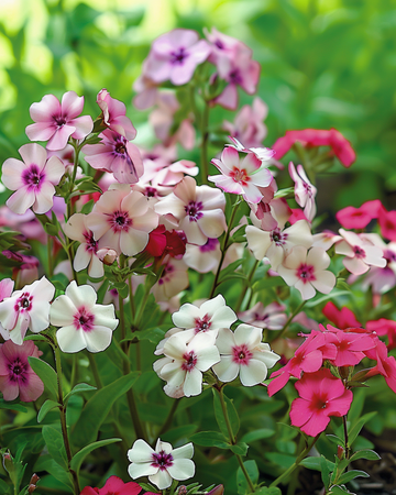 Semi Cherry Caramel (Phlox drummondii) – fiore annuale