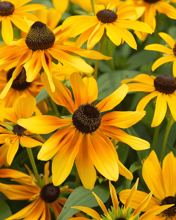Semi di Rudbeckia Gloriosa Daisy (Rudbeckia hirta) – fiore annuale