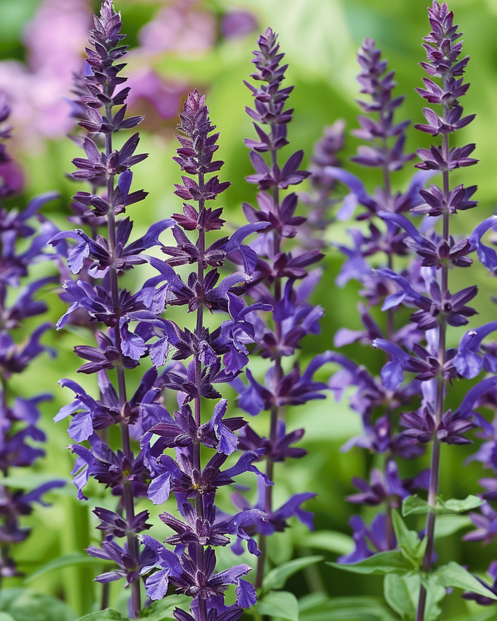 Meadow Sage New Dimension Blue seeds (Salvia nemorosa) – perennial
