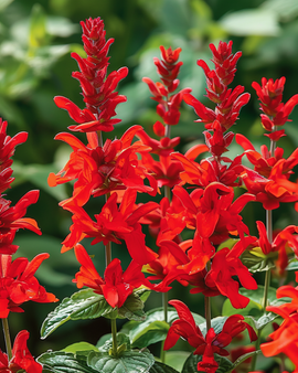 Salvia St. John's Fire Seeds Salvia Splendens Annual Flower
