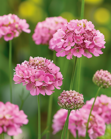 Semi Salmon Queen (Scabiosa atropurpurea) – fiore annuale