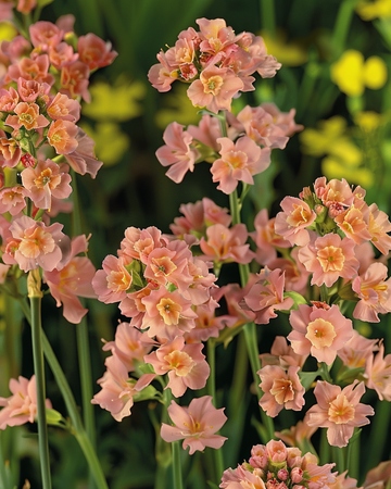 Semi di Limonio Apricot Shades (Limonium sinuatum) – annuale