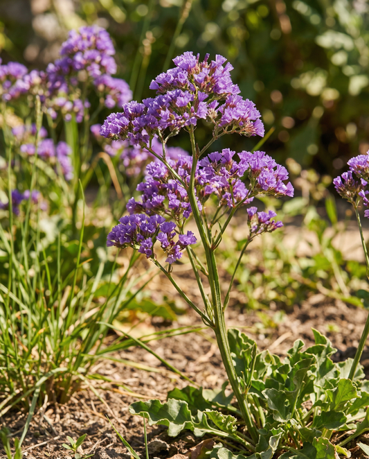 Limonio Purple Attraction (Limonium sinuatum) – semi di fiore annuale da SeedsChoice