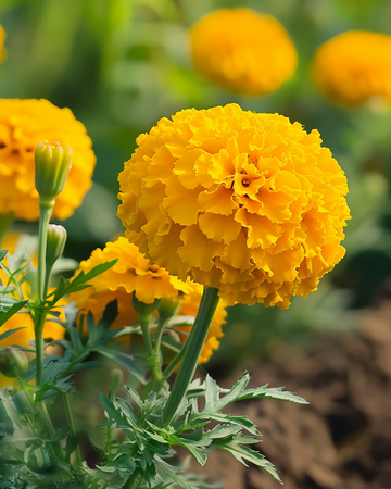 Semi di tagete africano nano Golden Age (Tagetes erecta) – fiore annuale