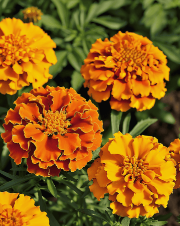 Semi di tagete francese Bolero (Tagetes patula) – fiore annuale