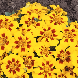 French Marigold Naughty Marietta Seeds Tagetes Patula Annual Flower