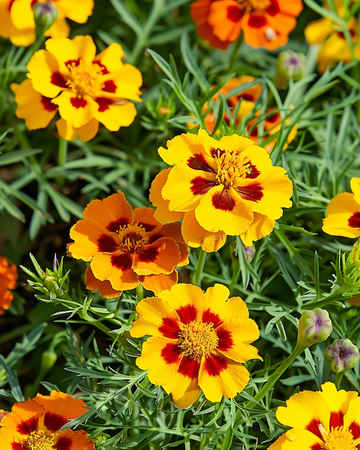 Semi di tagete Starfire 35 Cm (Tagetes tenuifolia) – fiore annuale