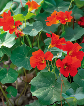 Semi di nasturzio Empress Of India Tropaeolum majus annuale