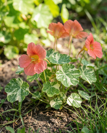 Nasturzio Alaska Salmon (Tropaeolum majus) – semi annuali di SeedsChoice