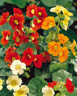 Nasturtium Jewel Of Africa Seeds Tropaeolum Majus Annual