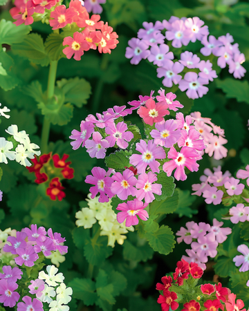 Colours Compact seeds (Verbena hybrida) – annual mix