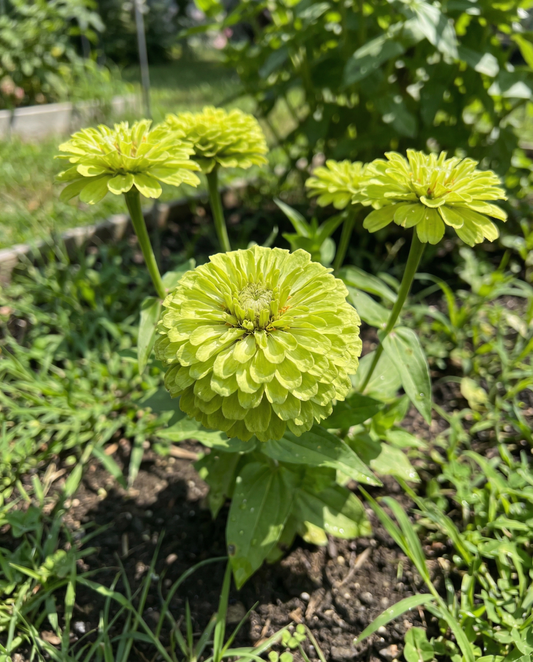 Envy (Zinnia elegans) – annual seeds from SeedsChoice
