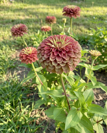 Queeny Red Lime (Zinnia elegans) – annual seeds from SeedsChoice