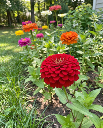 Semi di fiori annuali a fiore di dalia, mix (Zinnia elegans) – da SeedsChoice
