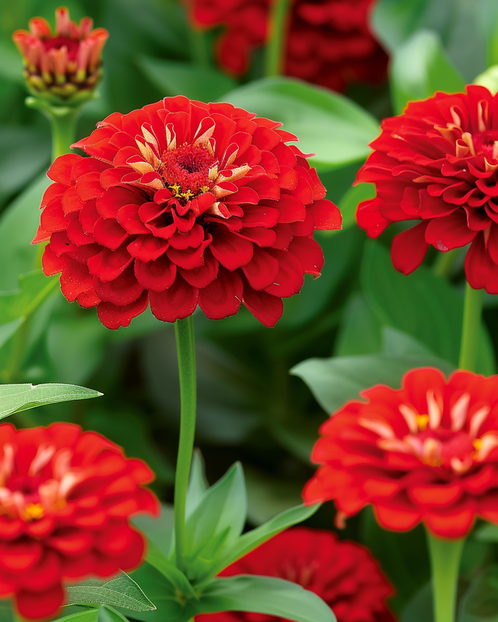 Semi di Scarlet Flame (Zinnia elegans) – fiore annuale