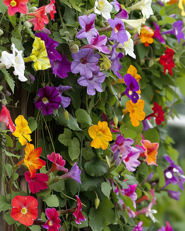 Climbing Plants Mix For Trellis And Fence Covering seeds – annual climber