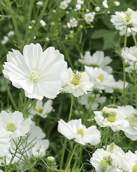 Semi di Fiori Estivi Bianchi Mix Annuale Miscuglio Bianco