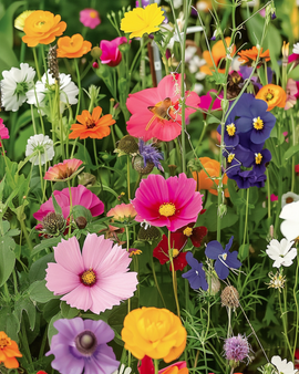 Semi per fiori per farfalle mix annuale pieno sole 20-80 cm