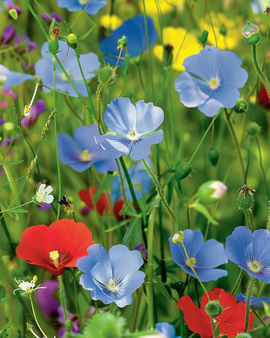 Semi di fiori selvatici mix annuali e perenni confezione da 5 g