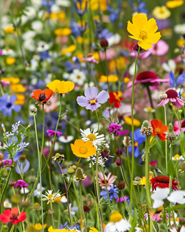 Flowers For Grass Borders Seeds Annual Mix 80 Cm Height