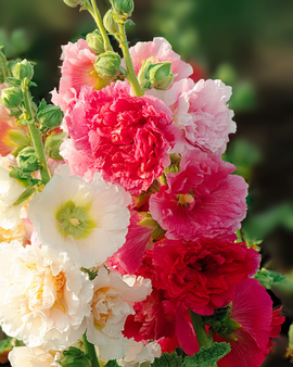 Semi di malva rosa Chater Double Mixed Alcea rosea biennale