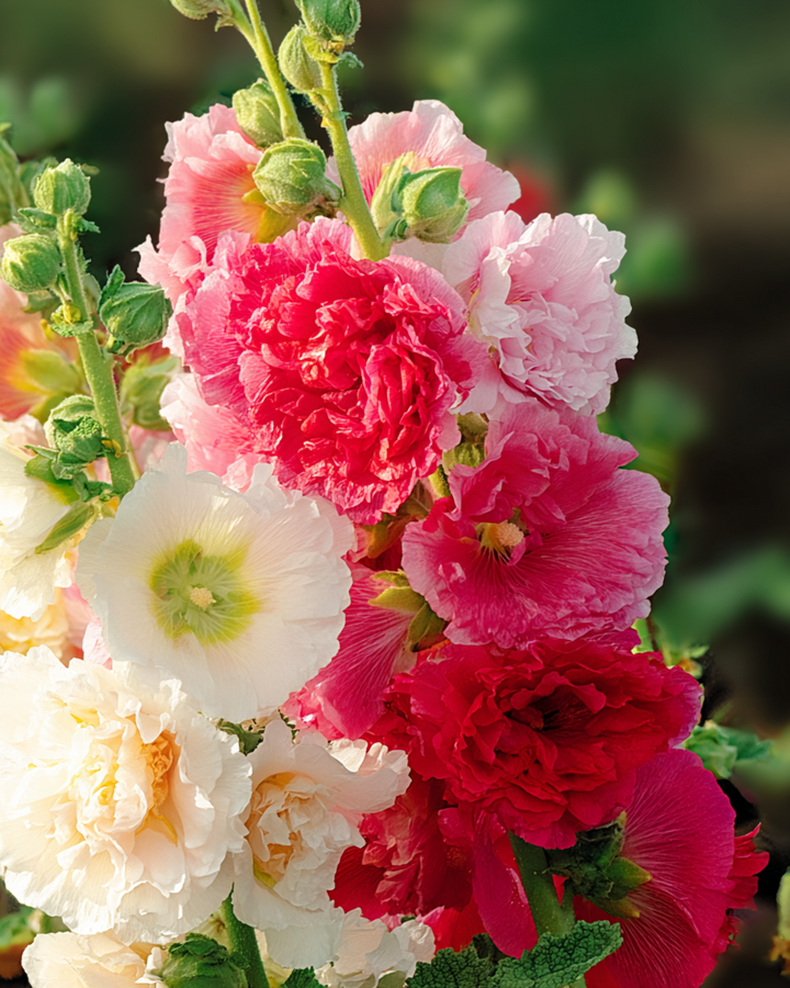 Semi di malva rosea Chater Double Mixed (Alcea rosea) – mix biennale