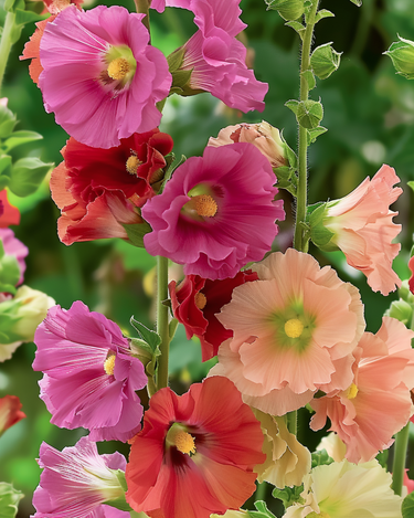 Semi di malva rosea Antwerp Stars (Alcea rosea) – mix biennale