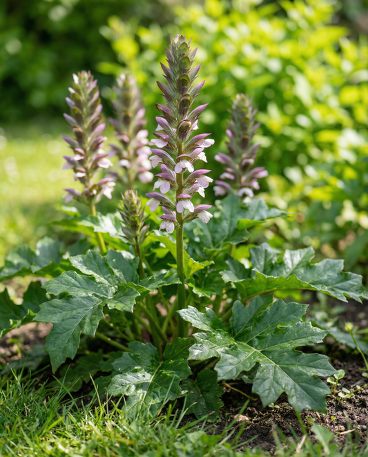 Acanto (Acanthus mollis) – semi di fiore perenne da SeedsChoice