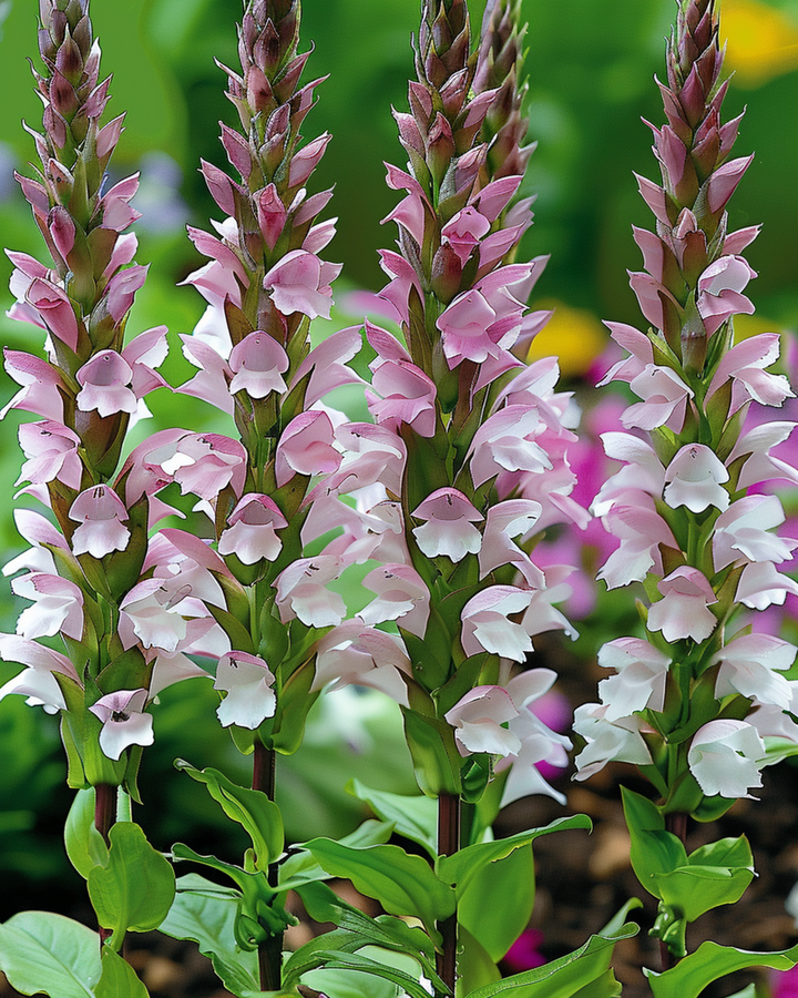 Semi di acanto (Acanthus mollis) – fiore perenne