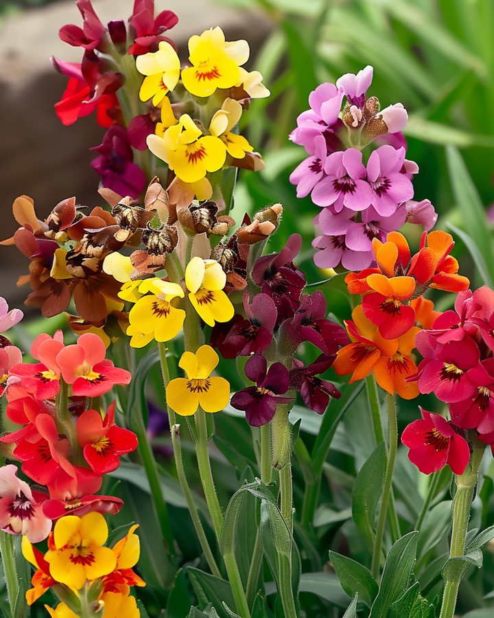 Semi di violacciocca Fair Lady (Erysimum cheiri) – fiore biennale