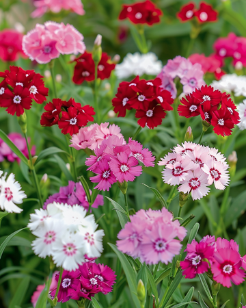Semi di garofano dei poeti Mixed Single Flowered (Dianthus barbatus) – fiore biennale