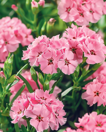 Semi di garofano dei poeti Pink Beauty (Dianthus barbatus) – fiore biennale