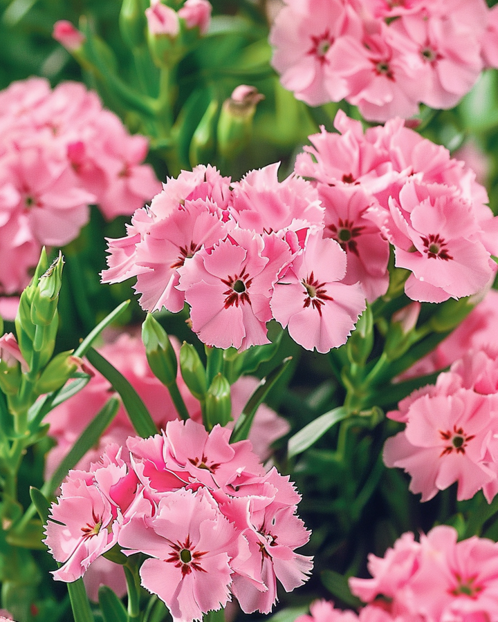 Semi di garofano dei poeti Pink Beauty (Dianthus barbatus) – fiore biennale