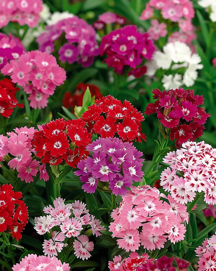 Semi di garofano dei poeti Mixed Double Flowering (Dianthus barbatus) – fiore biennale