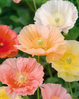 Island Poppy Seeds Papaver Nudicaule Biennial Mixed Colours