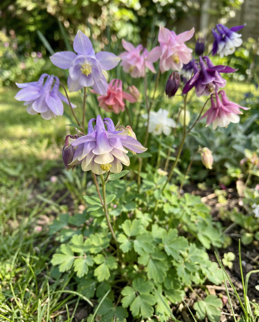 Columbine Mrs Scott Elliott (Aquilegia vulgaris) – semi perenni da SeedsChoice