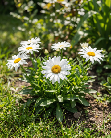 Margherita di Shasta Silver Princess (Chrysanthemum maximum) – semi perenni da SeedsChoice