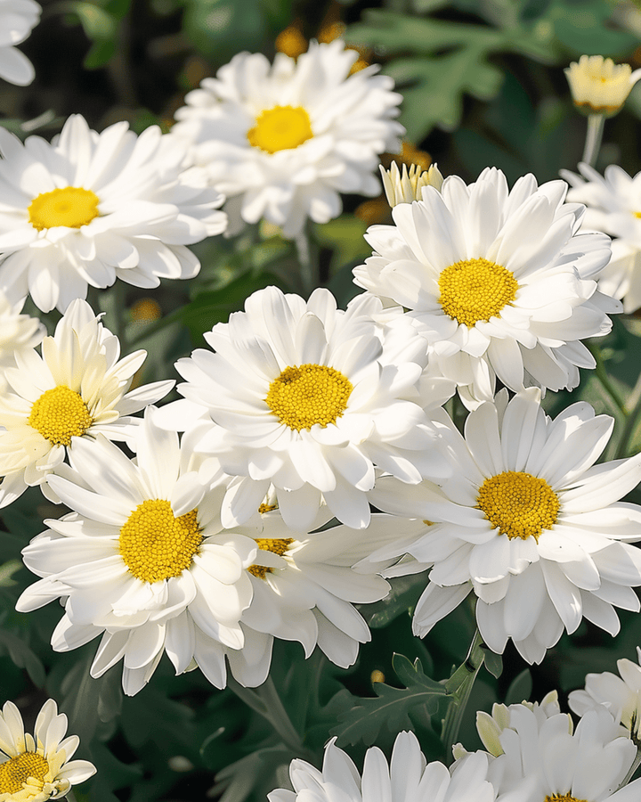 Semi di margherita di Shasta Silver Princess (Chrysanthemum maximum) – perenne
