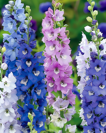 Semi di speronella Giant Pacific Mixed (Delphinium cultorum) – miscuglio di perenni