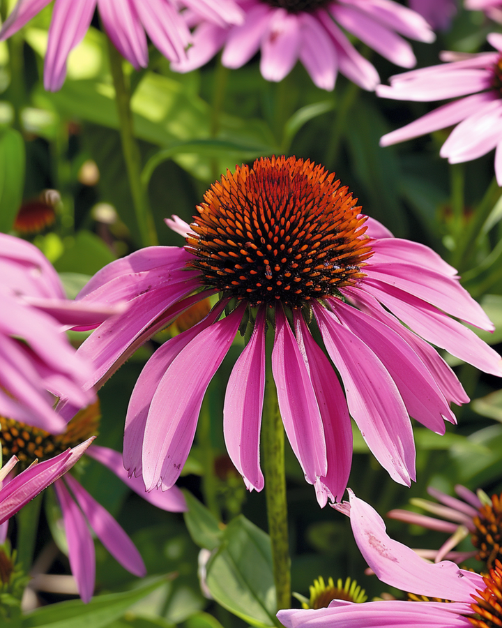 Semi di echinacea viola (Echinacea purpurea) – fiore perenne