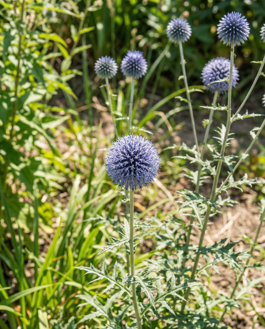 Globe Thistle Blue (Echinops ritro) – semi perenni da SeedsChoice